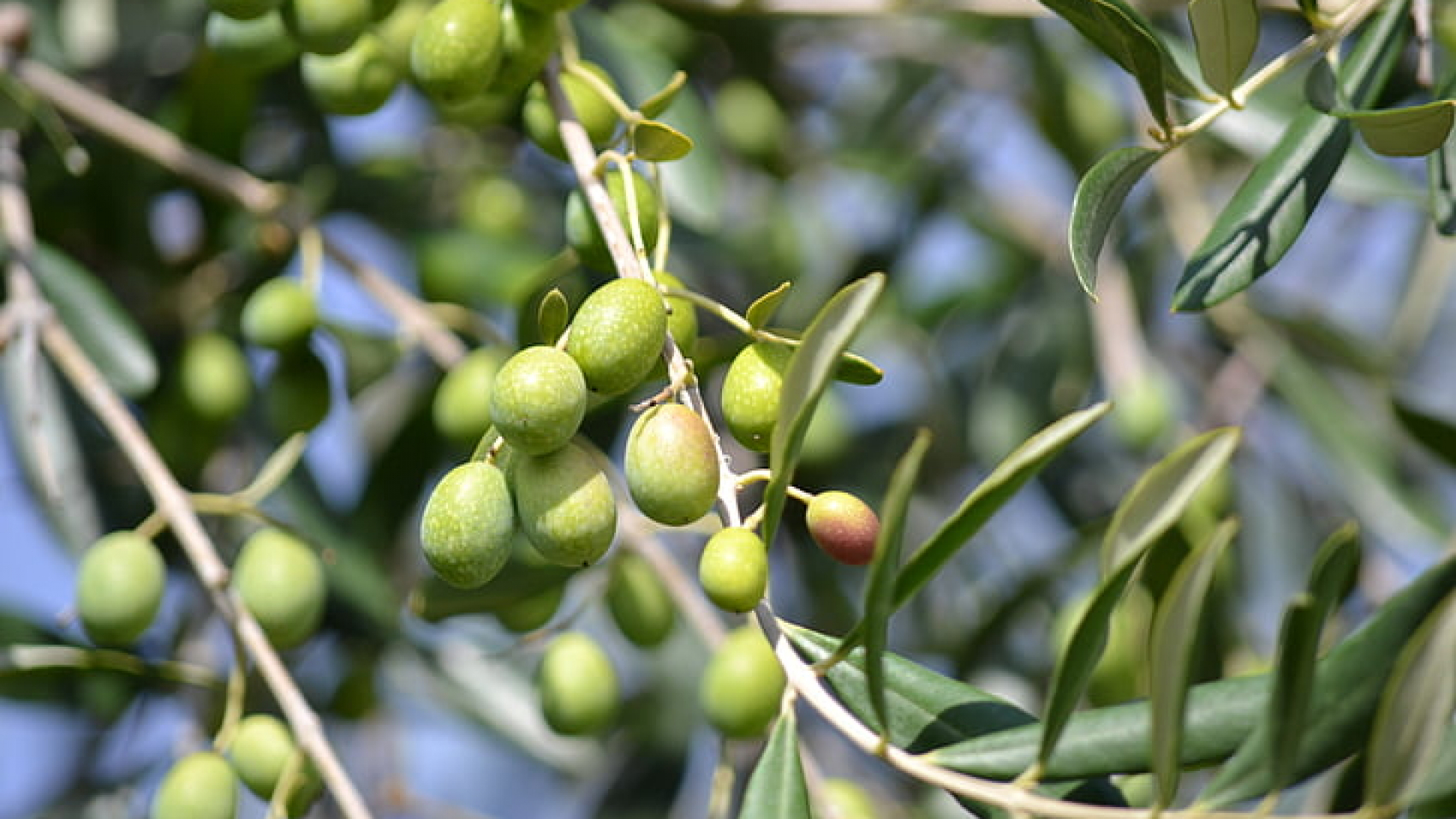 olives-green-olives-olive-grove-green-preview