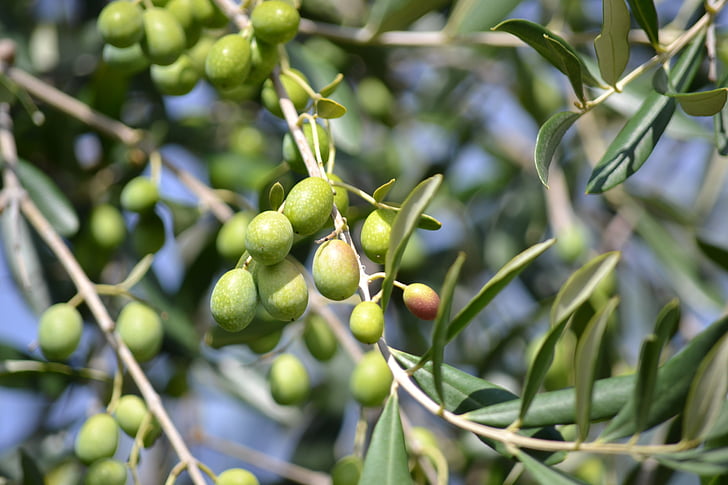 olives-green-olives-olive-grove-green-preview